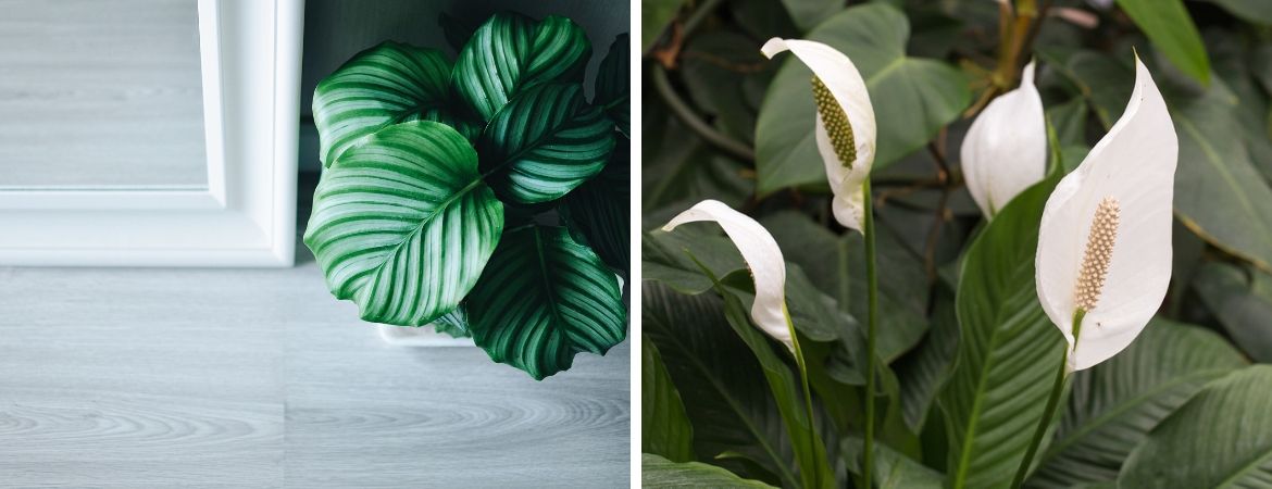 Groene kamerplanten kopen bij Tuincentrum De Schouw in Houten