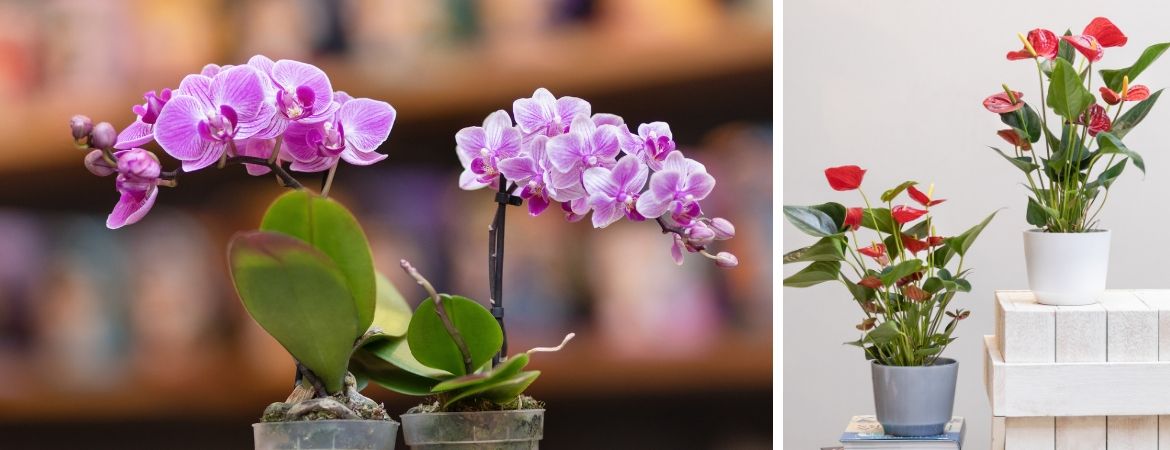 Bloeiende kamerplanten kopen bij Tuincentrum De Schouw in Houten