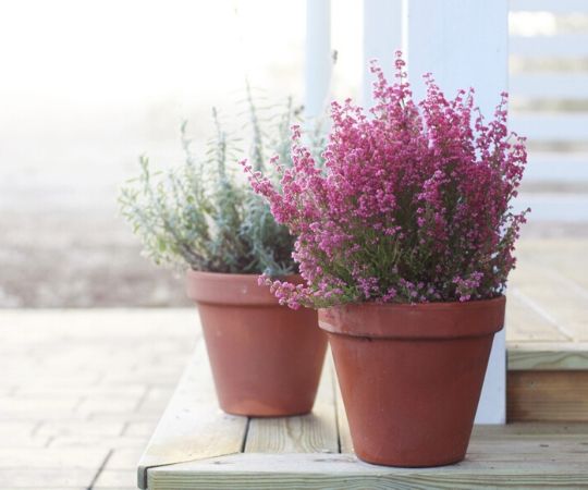 Tuinplanten | Vaste planten | Tuincentrum De Schouw | Houten