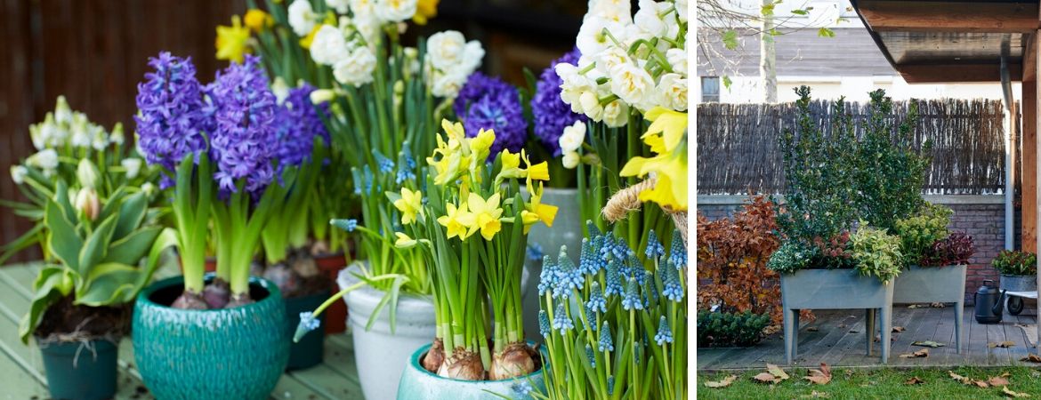 Tuinplanten | Bloembollen | Vaste planten | Tuincentrum De Schouw | Houten