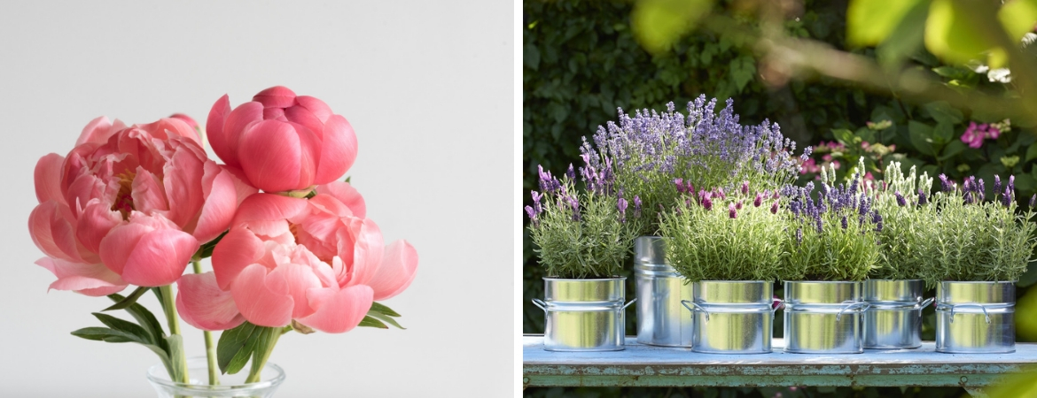 Vaste planten, zoals Lavendel en Pioenrozen koopt u bij Tuincentrum De Schouw in Houten, nabij Utrecht