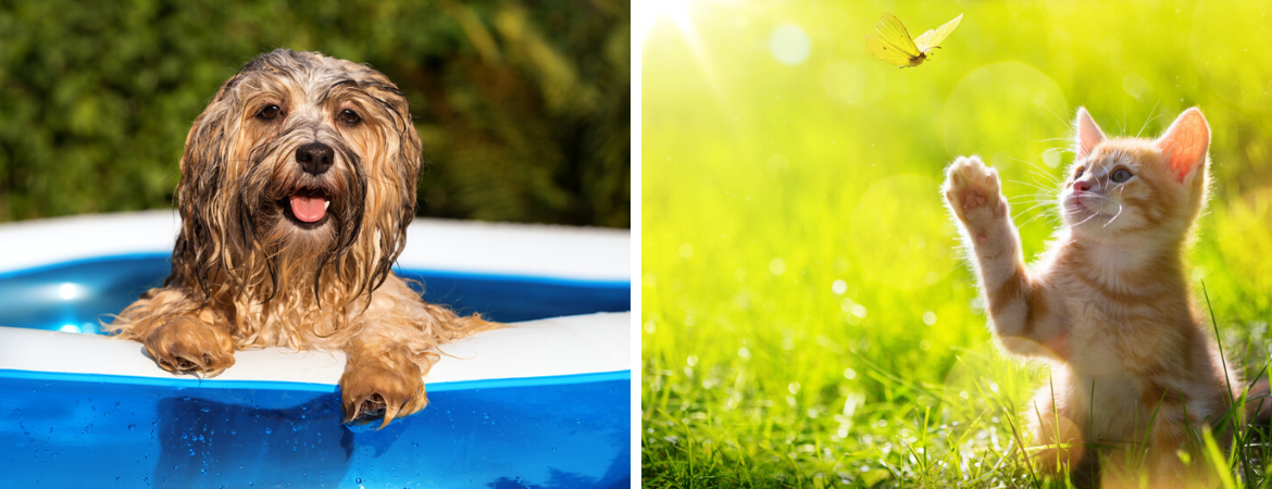 Zomertips voor jouw huisdieren | Tuincentrum De Schouw